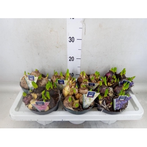 Hyacinthus orie. 'Multifl' ..mix 3