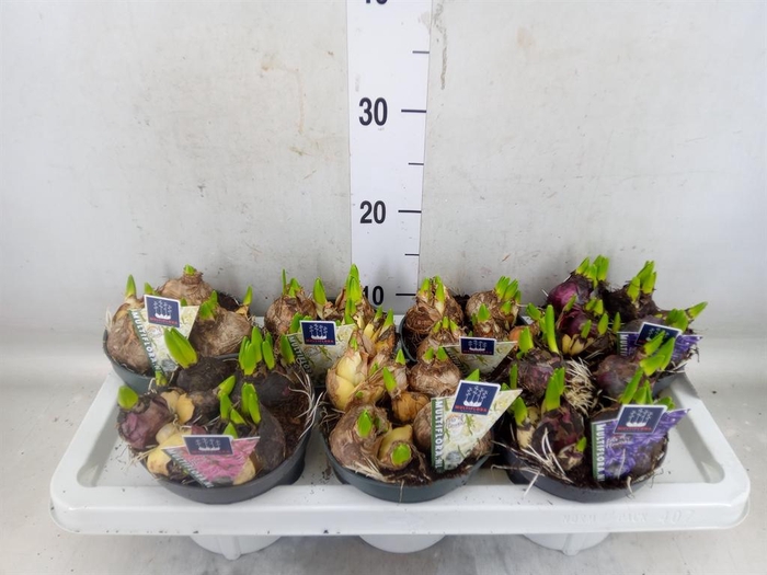 <h4>Hyacinthus orie. 'Multifl' ..mix 3</h4>