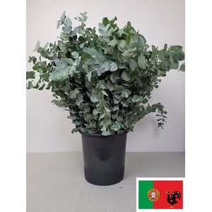 EUC CINEREA PER STEEL VERTAKT -IT-