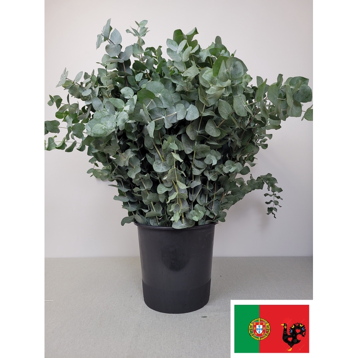 <h4>EUC CINEREA PER STEEL VERTAKT -IT-</h4>