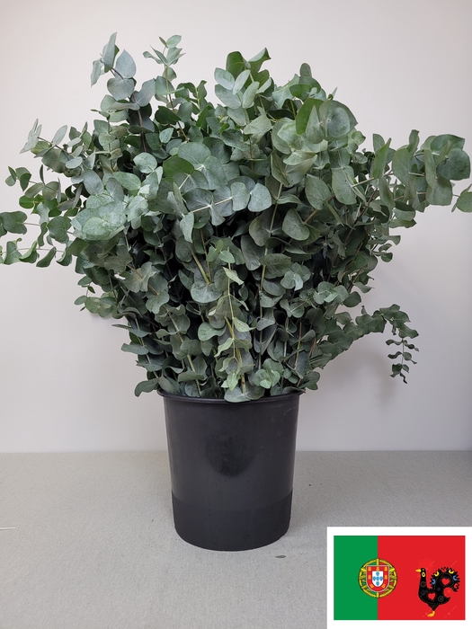 EUC CINEREA PER STEEL VERTAKT -IT-