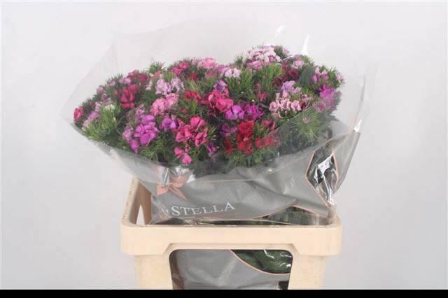 <h4>DI BARB GEM IN BOS</h4>