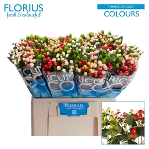 HYP COCO COLOURS GEM