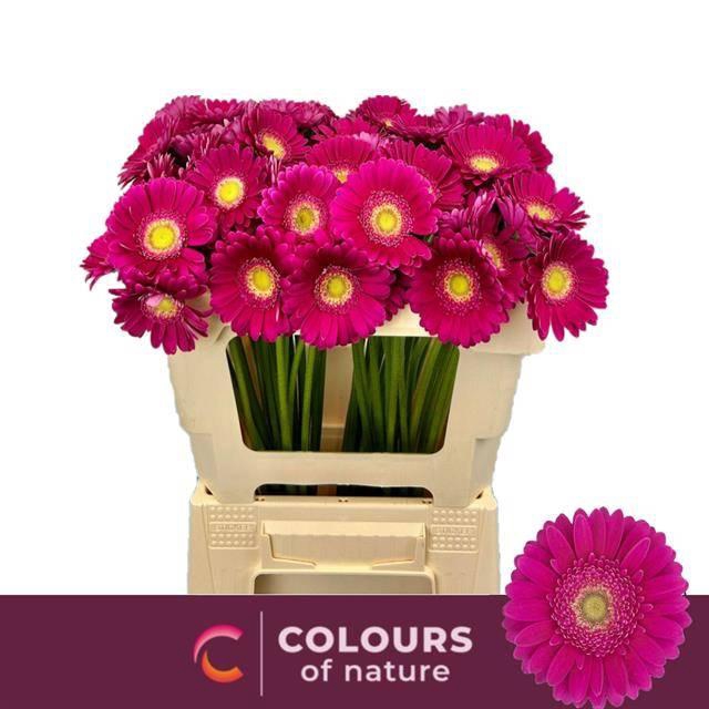 <h4>GE MI AIRPLAY</h4>