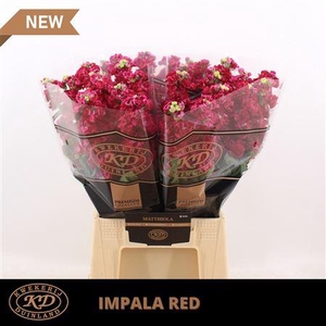 Matth Impala Red