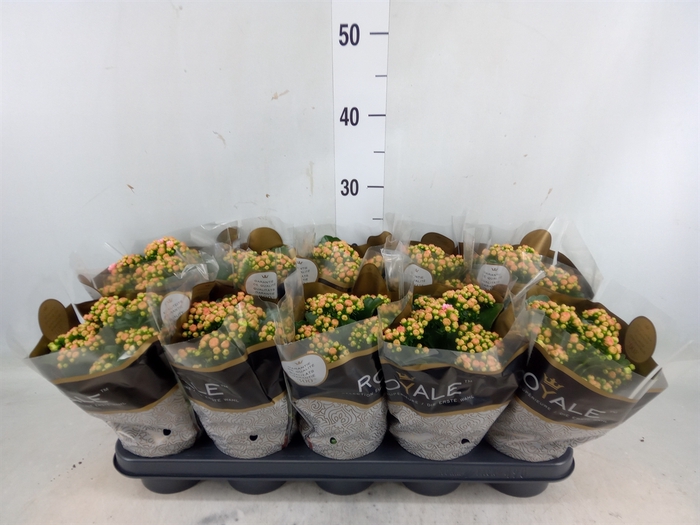 <h4>Kalanchoe blos. 'RosDon Alano'</h4>