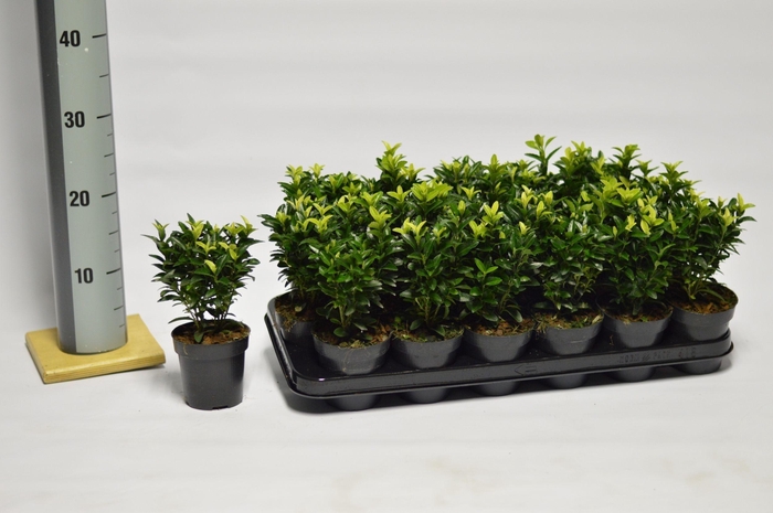 <h4>Euonymus jap. Paloma Blanca</h4>