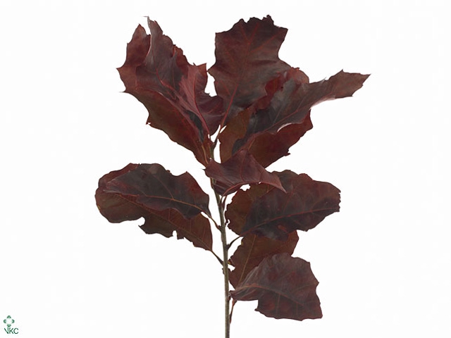 Dec Eikenblad Rubra Autumn Mix