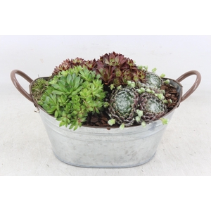 arr4 Semp PL - Zink ovaal teil oor Los