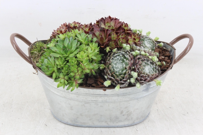 <h4>arr Semp PL - Zink ovaal teil oor Los</h4>