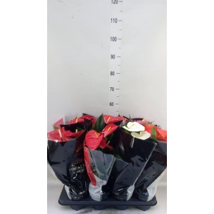 Anthurium   ...mix