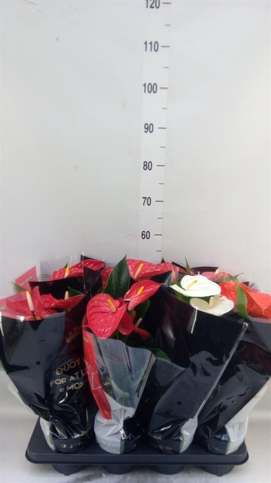 <h4>Anthurium   ...mix</h4>