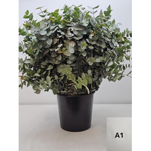 EUC CINEREA PB