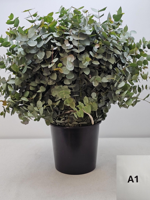 EUC CINEREA PB