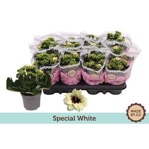 Kalanchoe Serenity Pinkwhite