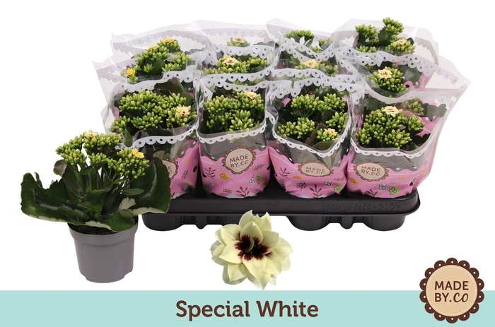 Kalanchoe Serenity Pinkwhite
