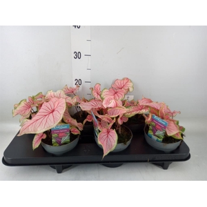 Caladium  'Bicolor Sweetheart'