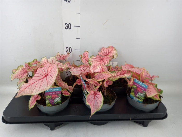 <h4>Caladium  'Bicolor Sweetheart'</h4>