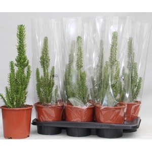 AUSTROCYLINDROPU SUB