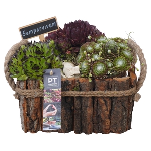 PTS7470 Arrangement Sempervivum in houten bak