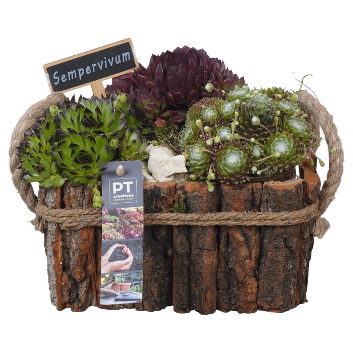 <h4>PTS7470 Arrangement Sempervivum in houten bak</h4>