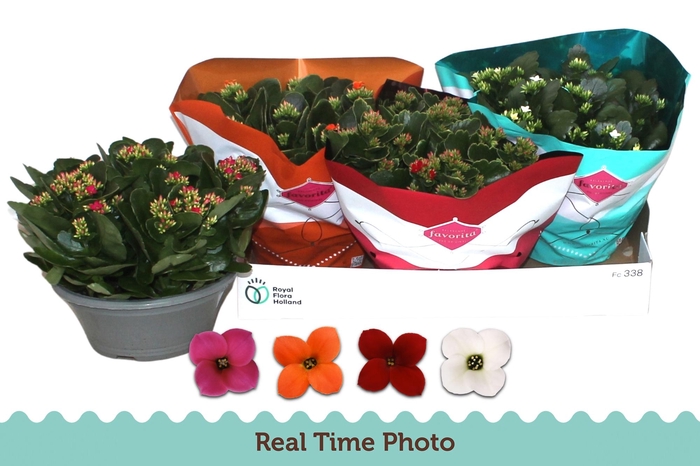 <h4>KAL EN GEM 4 KL</h4>