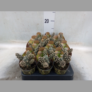 Tephrocactus articulatus