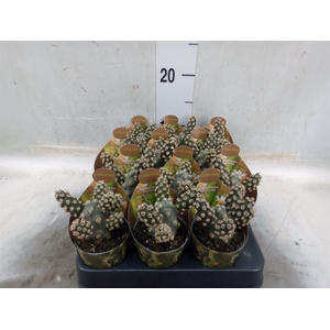 Tephrocactus articulatus