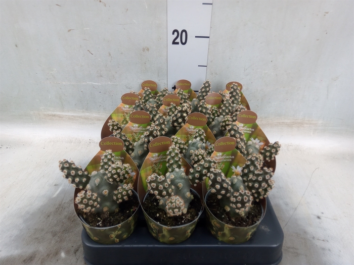 <h4>Tephrocactus articulatus</h4>