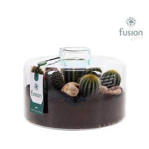 Green Bottle Kyra Large met Cactussen arrangement