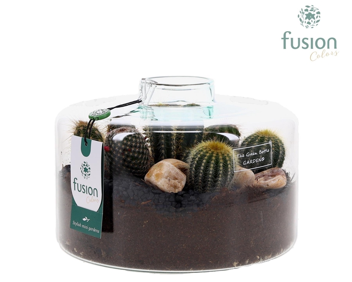 <h4>Green Bottle Kyra Large met Cactussen arrangement</h4>