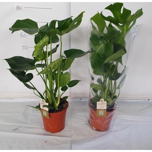 MONSTERA DELICIOSA