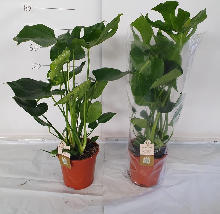 <h4>MONSTERA DELICIOSA</h4>