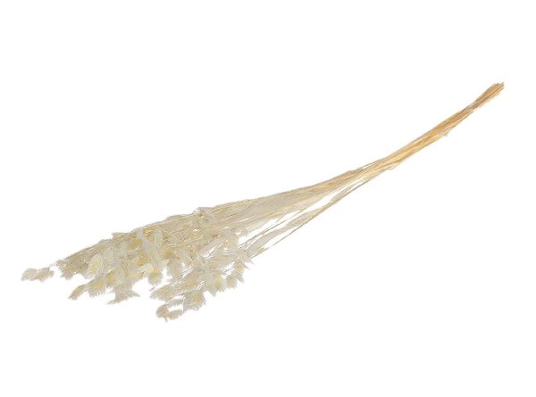 Bunch Chasmantium Pres. 80g L70