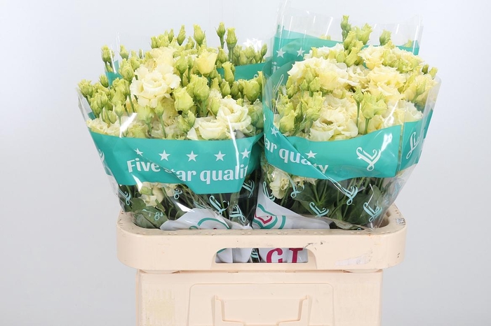 <h4>Eus G Alissa Yellow</h4>