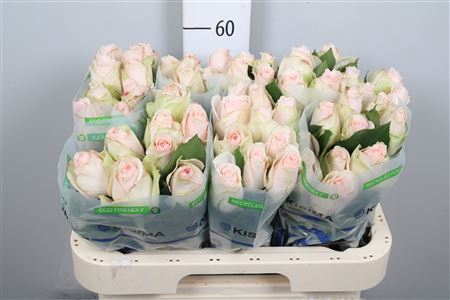<h4>R Gr High & Bridal</h4>