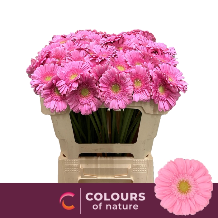 <h4>GE MI KIRSTEY</h4>