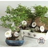 BONSAI GEM