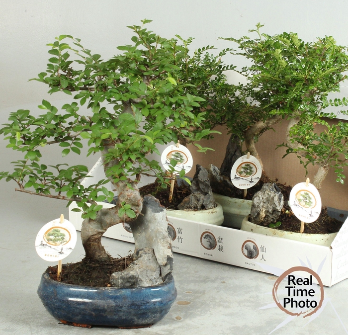 BONSAI GEM