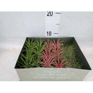 Tillandsia