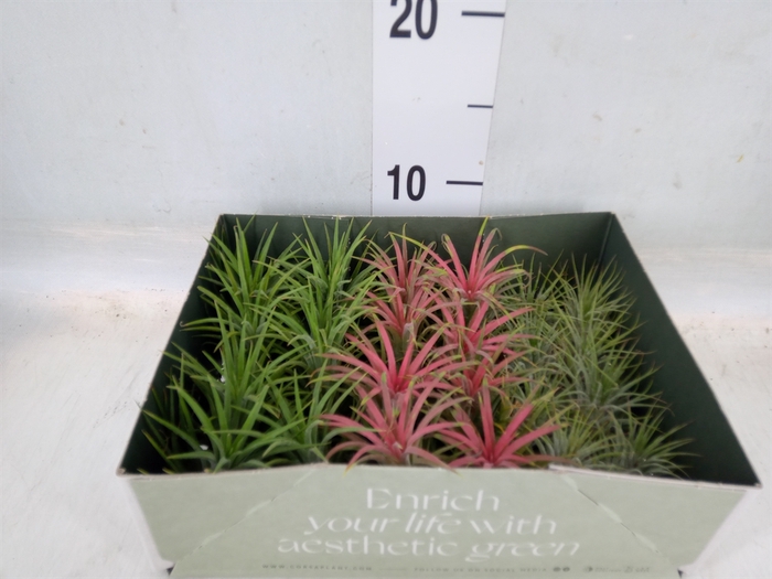 <h4>Tillandsia</h4>