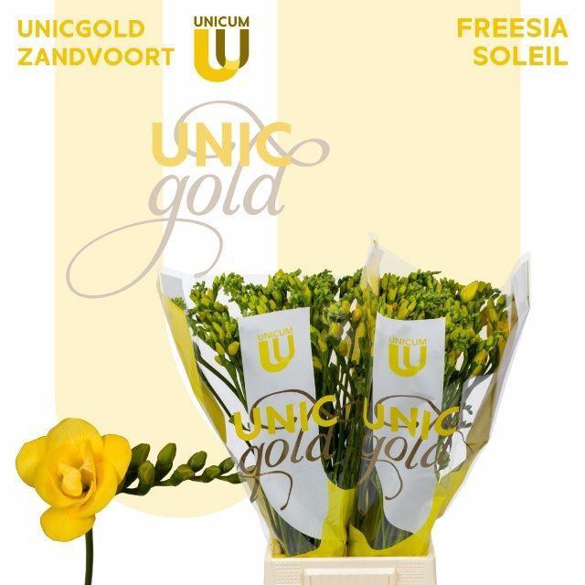 <h4>Freesia du Soleil</h4>