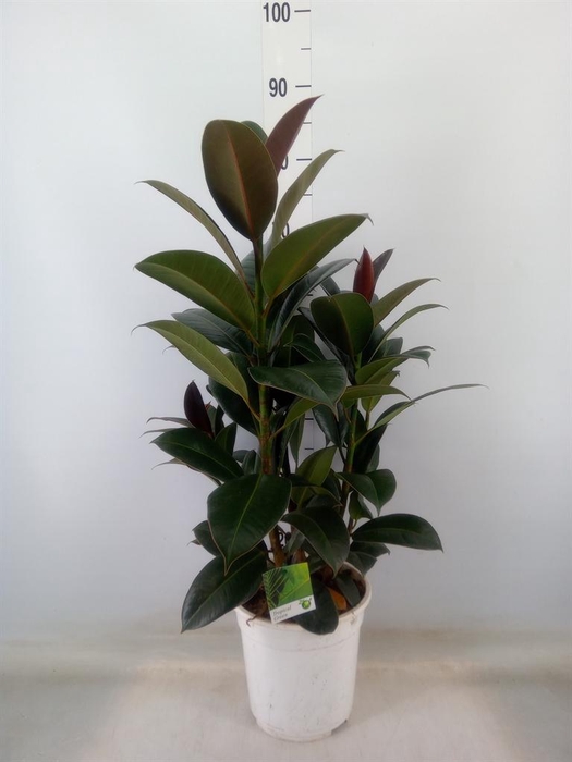 <h4>Ficus   ...</h4>