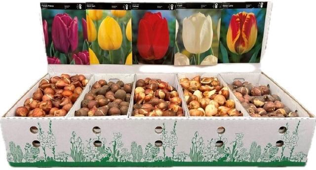 <h4>Bloembol Tulipa</h4>