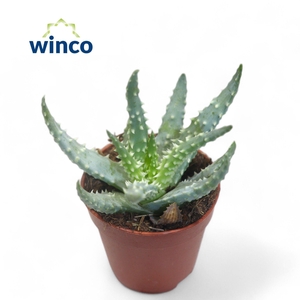 ALOE HUMILIS