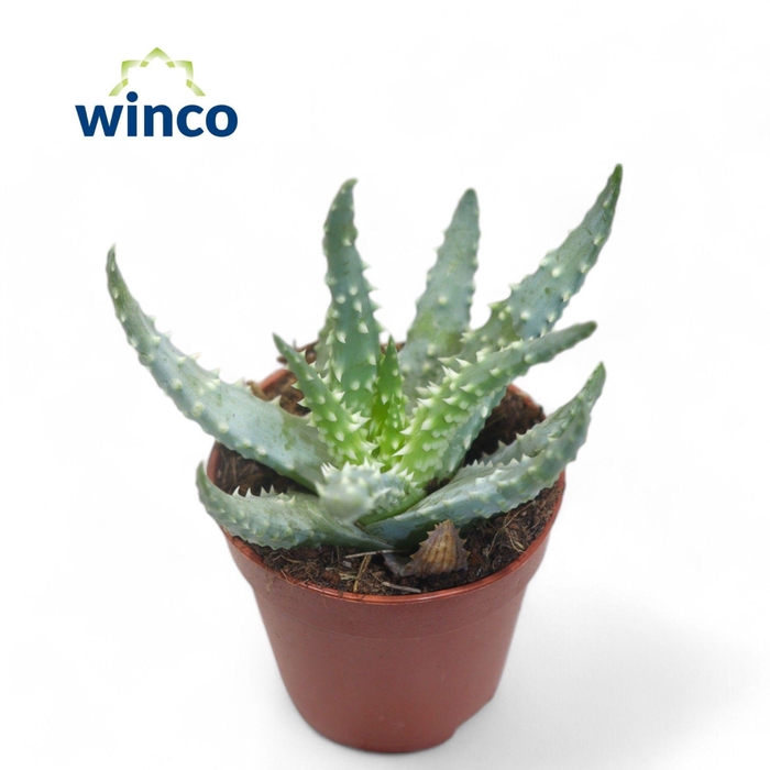 <h4>ALOE HUMILIS</h4>