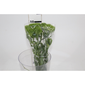 DIANTHUS GREEN BALL 050 CM