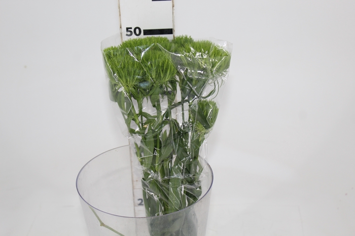 <h4>DIANTHUS GREEN BALL 050 CM</h4>