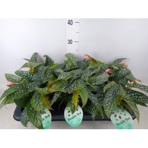 Begonia BD 'Double Dot'