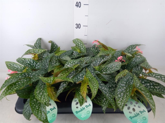 <h4>Begonia BD 'Double Dot'</h4>